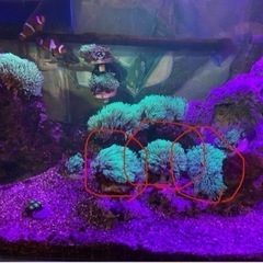 スターポリプ　スタポ　ソフトコーラル　サンゴ　海水魚　水槽の画像
