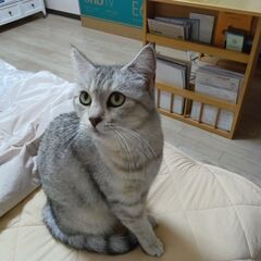 ☆　珍しい足の長いマンチカン　９歳　メスです　☆
