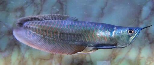 ✨超珍  アロワナセミショート ノーテール✨