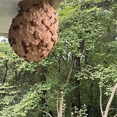 蜂ハンター　蜂駆除　害虫駆除　未経験OK 