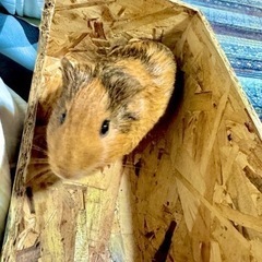 1歳未満のモルモット