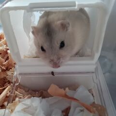 ハムスターあげます!3ヶ月☆