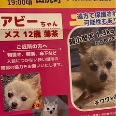 犬探してます。(拡散して頂きたいです)