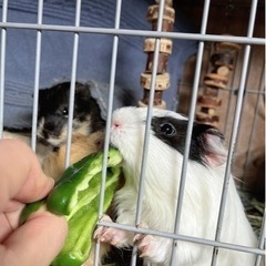 モルモット