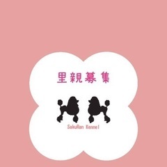 トイプードル