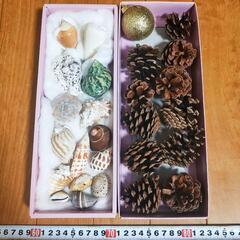 貝がら 松ぼっくり セット ★ 貝殻 松かさ 木の実 工作 シェ...