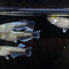 エメキン　めだか　　35匹まとめて！