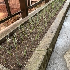 ユッカ　ロストラータ　ロックガーデン　ドライガーデン　植物の画像