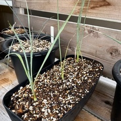ユッカ　ロストラータ　ロックガーデン　ドライガーデン　植物の画像