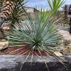 ユッカ　ロストラータ　ロックガーデン　ドライガーデン　植物の画像