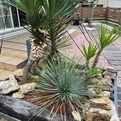 ユッカ　ロストラータ　ロックガーデン　ドライガーデン　植物の画像