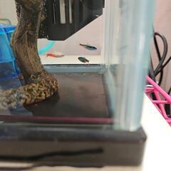 熱帯魚あげます🐠