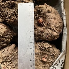 手作りこんにゃく作りませんか？の画像