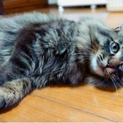 トライアル中です。人気の長毛猫。ライオンキングのようにタテガミ立...