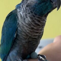 ウロコインコ　バイオレットインブルー　販売中 - 豊川市