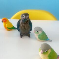 ウロコインコ　バイオレットインブルー　販売中 - ペット