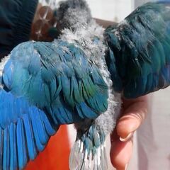 ウロコインコ　バイオレットインブルー　販売中 − 愛知県