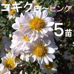 小菊 コギクの苗 ５苗 白～淡いピンク 切り花に
