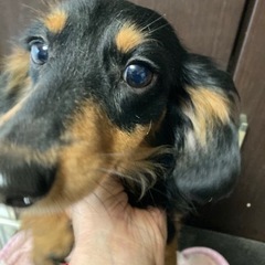 ミニチュアダックス男の子2歳