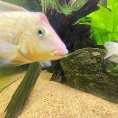 🐟ゲオファーガス•スタインダックネリー　自家繁殖稚魚 5匹セット