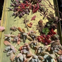 【お譲り先決定しました】多肉植物　さしあげます