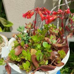 ☆多肉植物　紅提灯　一株