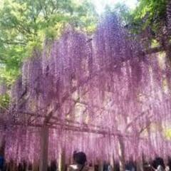 4月28日（日）18：00～22：00　吉田三大神社　藤の花イベント　「東海平日もカメラ部」 - 豊田市