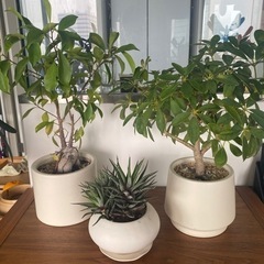 観葉植物・多肉植物　ガジュマル・カポック・ハオルチア12の巻