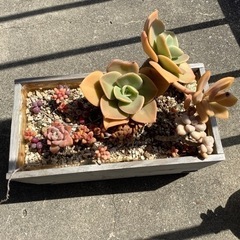 受け渡し予定あり多肉植物