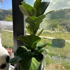 生活雑貨 家庭用品 ガーデニング　観葉植物　カシワバゴム　の画像