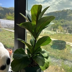 生活雑貨 家庭用品 ガーデニング　観葉植物　カシワバゴム　の画像