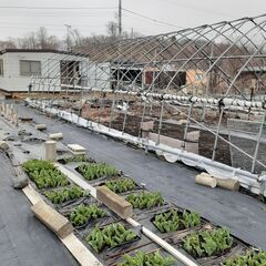 畑 売ります。休憩所付 600坪