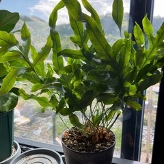 観葉植物　シダ系　フルポディゥム　ブルースターの画像