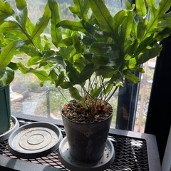 観葉植物　シダ系　フルポディゥム　ブルースターの画像