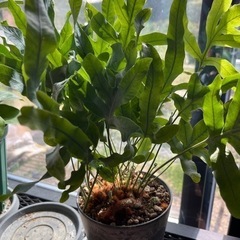 観葉植物　シダ系　フルポディゥム　ブルースターの画像
