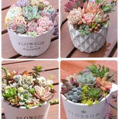 🌵多肉植物🌵寄せ植えワークショップ