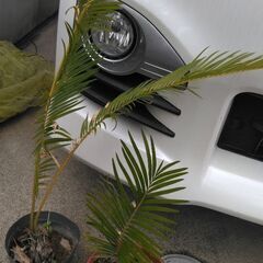 値下げ。蘇鉄２つ