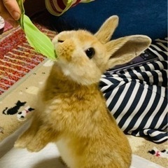 ピーターラビットの様なウサギ