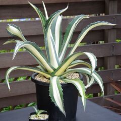 アガベ/アメリカーナ v.メディオピクタ アルバ "華厳"(Agave americana var. medio-picta ‘Alba’/カキ仔)-②の画像