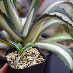 アガベ/アメリカーナ v.メディオピクタ アルバ "華厳"(Agave americana var. medio-picta ‘Alba’/カキ仔)-②の画像