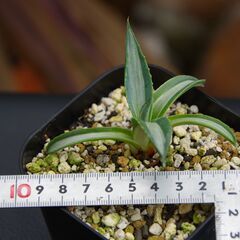 アガベ/アメリカーナ v.メディオピクタ アルバ "華厳"(Agave americana var. medio-picta ‘Alba’/カキ仔)-②の画像