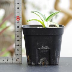 アガベ/アメリカーナ v.メディオピクタ アルバ "華厳"(Agave americana var. medio-picta ‘Alba’/カキ仔)-②の画像