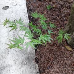 紅葉の苗