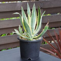 【ご購入者様へお渡し済み】【極上/中株サイズ/カキ仔×5株付き】...
