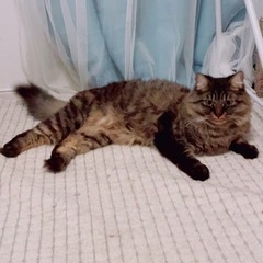 人懐っこい狸っぽい猫ちゃんです🥰