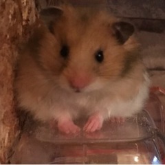 里親決まりました☺️ゴールデンハムスター