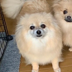 ブリーダー引退した8才のメスです