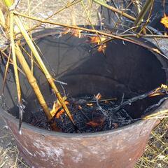 竹伐採で燃した炭,灰,如何でしょうか,土に混ぜると良いそうです。