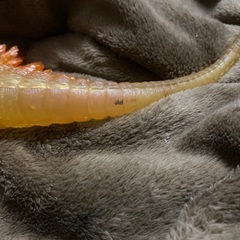 ゴジラ2000 限定　クリアーオレンジ　ラメの画像