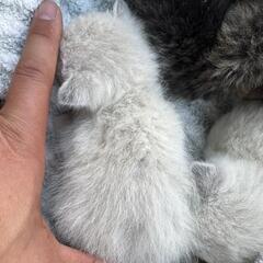 キジトラ１　白猫2 産まれたて+２匹 - 成田市